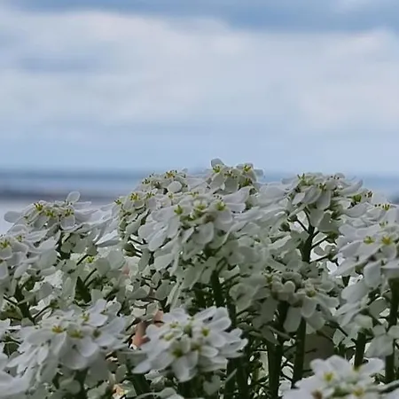 Vacationbs - Sea And Panorama